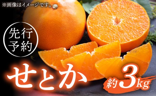 せとか 長崎県産 約3kg【田崎FARM】[OCU002]