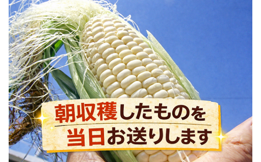 とうもろこし3種類先行予約開始～8月配送	訳ありとうもろこし3種類申し込み開始！