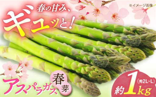 【春の味覚！】アスパラガス 約1kg