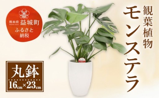 モンステラ 観葉植物 丸鉢(幅16cm×高さ23cm) 