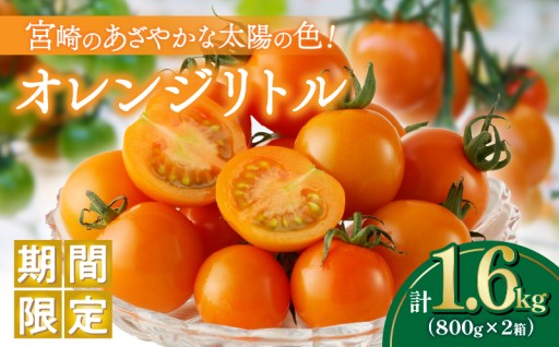 【宮崎県都農町】🚨期間限定🚨オレンジリトル（計1.6kg）🍅
