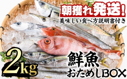 朝獲れ発送！鮮魚問屋が厳選した『鮮魚おためしBOX』(約2kg程度)