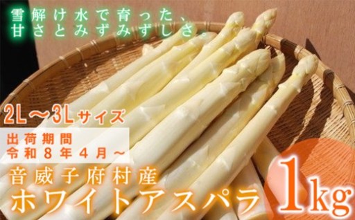 【先行予約】ホワイトアスパラガス 2L～3L