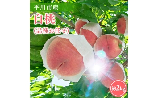 【2026年産 先行予約】平川市産白桃品種お任せ