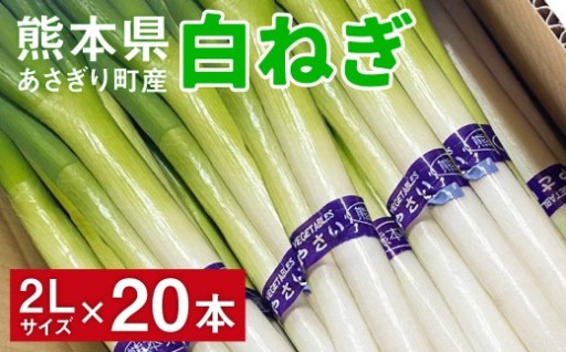 熊本県あさぎり町産　白ねぎ「球磨美人」2Lサイズ×20本
