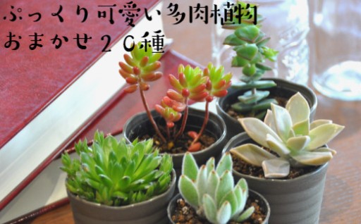 農園直送！癒しの多肉植物を20種セット！