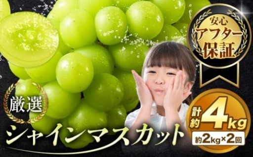 パリッとジューシー！岡山のシャインマスカット！