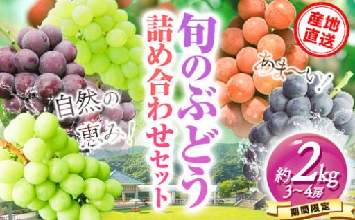 岡山と言えば🍇！詰め合わせでまとめて食べ比べ♪