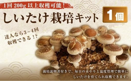 1回 200g 以上収穫可能！ しいたけ栽培キット （ 菌床1個 ） 