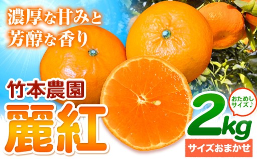 手でむけるオレンジ!?🍊希少な柑橘「麗紅」