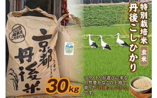 自然豊かな地で育ったこしひかり🌾