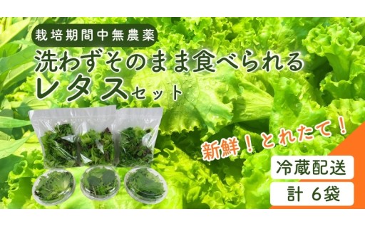 【洗わずそのまま食べられる】お得な小容量レタス詰め合わせセット