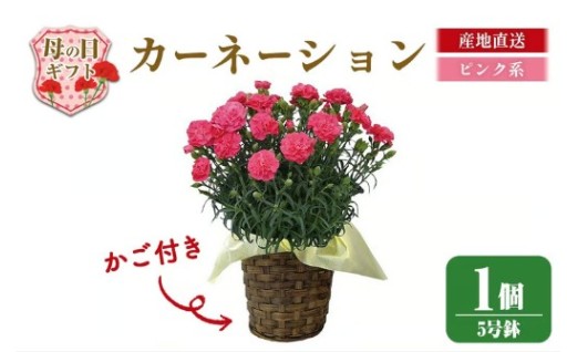 柴田ポットカーネーション (ピンク系・5号鉢)