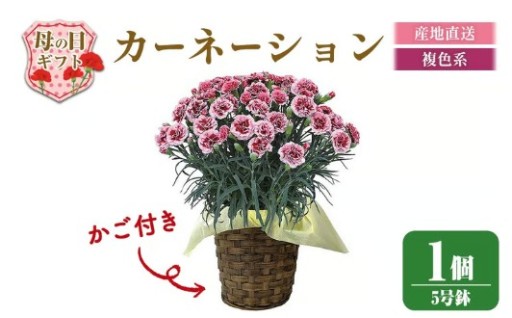 柴田ポットカーネーション (複色系・5号鉢) 