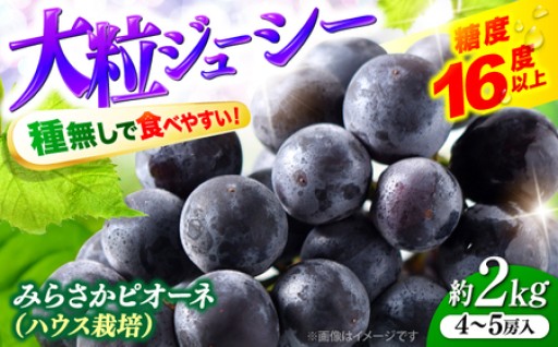 【先行予約】極上の甘みを！「みらさかピオーネ」