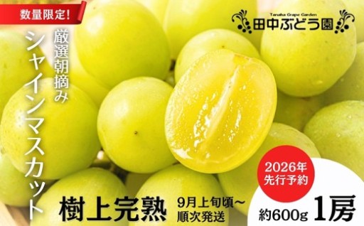 樹上完熟 厳選！朝採りのシャインマスカット