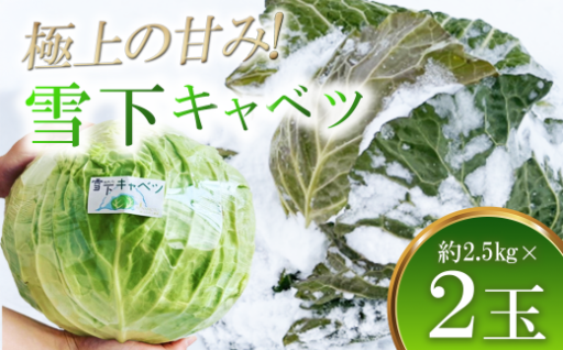 【先行予約】大きな雪下キャベツ約2.5kg×2玉　