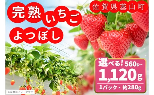 ＼ 📺テレビでも紹介！朝採れいちごのよつぼし🍓🌟🌟🌟🌟 ／