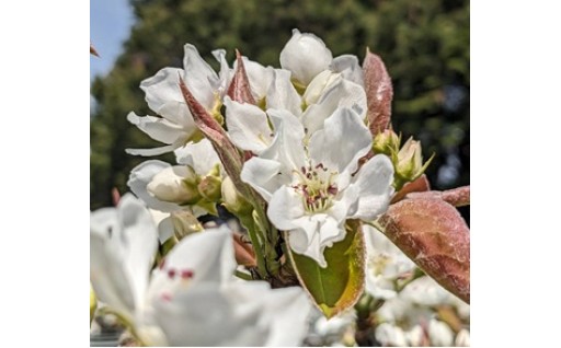 2026年度　寄附申込受付開始のお知らせ