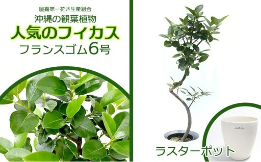 ★【沖縄の観葉植物】人気のフィカス フランスゴム6号
