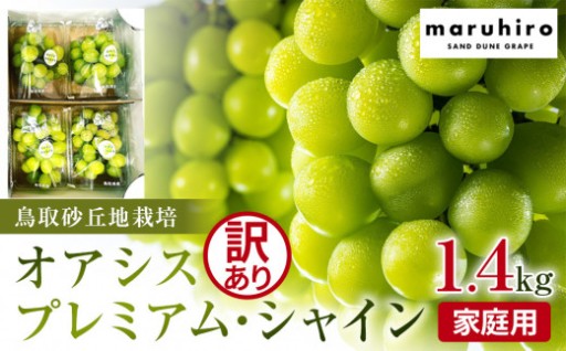 【先行予約】シャインマスカット 訳あり 家庭用 鳥取砂丘地産 1.4kg（350g×4パック）