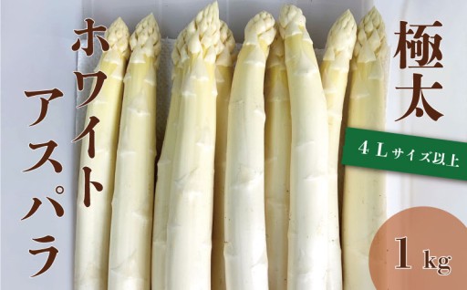 極太ホワイトアスパラ申込受付開始！