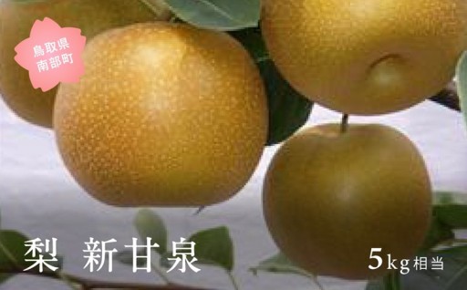 鳥取限定！ 大人気の甘い梨 「新甘泉」です！！