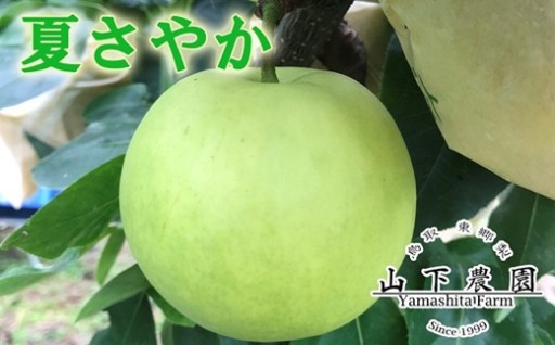 ひと夏だけの、さわやかな青ナシ