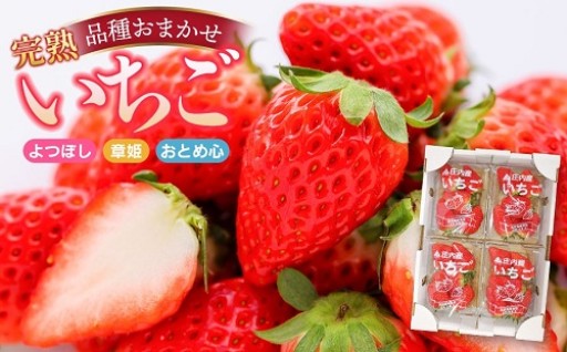 庄内産 完熟いちご 詰め合わせ (品種おまかせ) 1kg Lサイズ以上