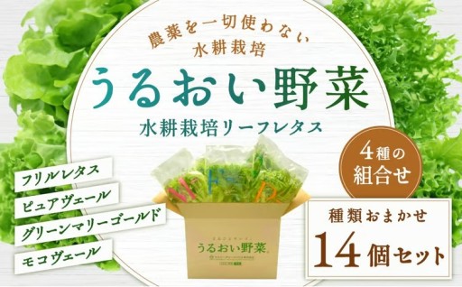 水耕栽培 リーフレタス「うるおい野菜」14個セット