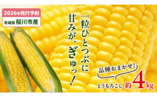 肥料にこだわった、甘さ抜群のとうもろこし🌽✨