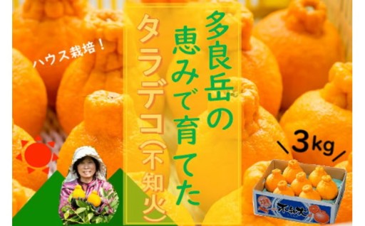 多良岳の恵みで育てたタラデコ（不知火）3kg