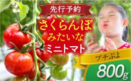 ＼まるでさくらんぼ！？／ミニトマト (プチぷよ)800g