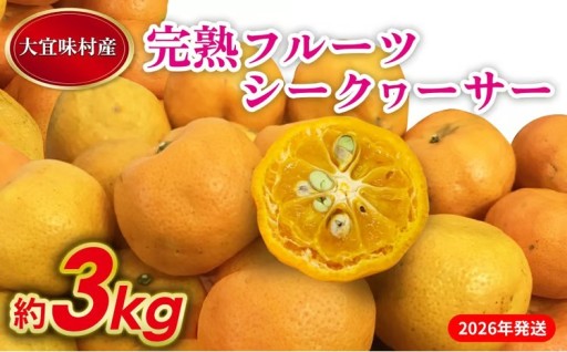 【2026年発送】完熟フルーツシークヮーサー 約3kg 