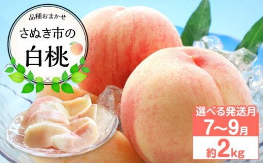 【先行予約】【出荷時期が選べる】さぬき市の白桃 約2kg 7月～9月発送 品種おまかせ