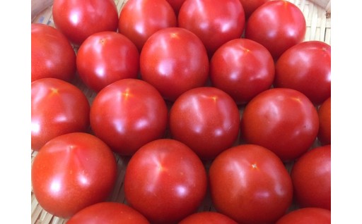 採れたて新鮮！　安田じまんのトマトはいかがですか