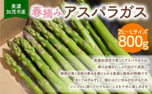 【4月20日まで】《先行予約》 アスパラガス 800g （2L～Lサイズ）