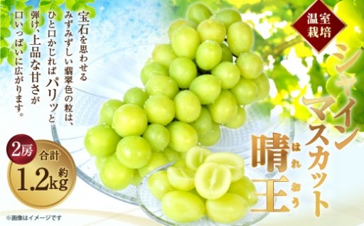 [HS]温室 シャインマスカット 晴王 2房 約1.2kg