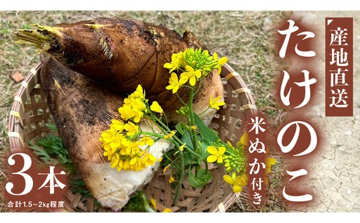 ＼ 4月20日まで！数量限定 ／ 朝どれ【 たけのこ 】 3本 (合計1.5kg～2.0kg程度)