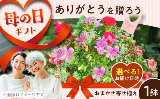 ありがとうをお花につめこんで。感謝を伝える季節の寄せ植え。