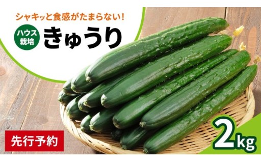 シャキッと美味しい！ 瀬戸内産 きゅうり 約2kg 【2026年 9月以降発送】