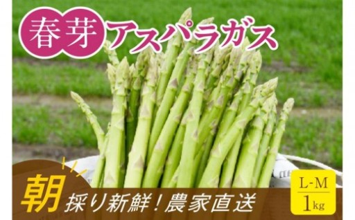 【朝採り直送】春芽アスパラガス 1kg (L-Mサイズ) 福岡県産 2027年