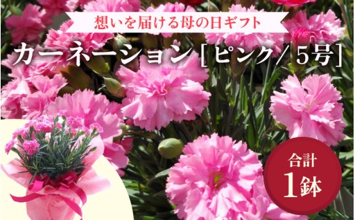 【母の日🎀】人気のピンクカーネーション💐数量限定