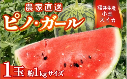 【先行予約🍉】抜群のシャリ感✨種まで食べれる！