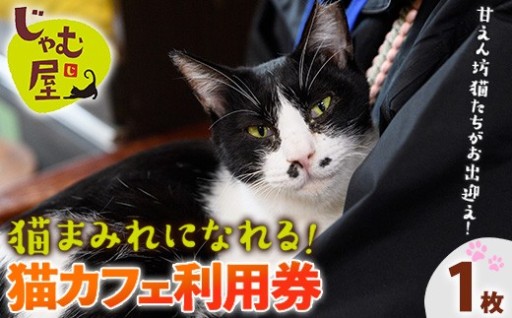 猫まみれになれる猫カフェチケット(1枚)