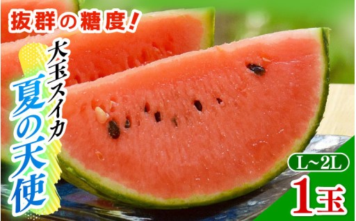 【大玉🍉】皮際まで甘み抜群✨シャリッと緻密な肉質