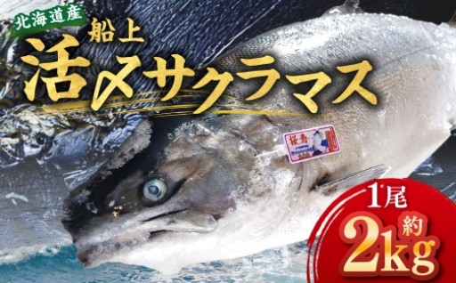 【4月20日まで！】北海道産 船上活〆サクラマス 約2kg