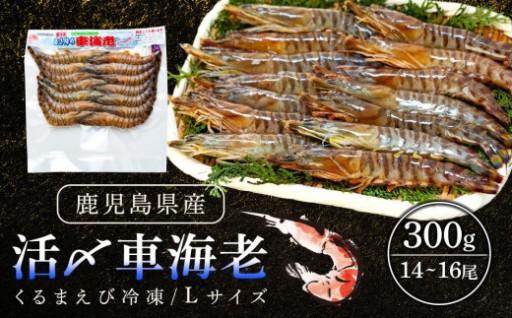 活き〆冷凍車海老　300g（Lサイズ）14～16尾入り