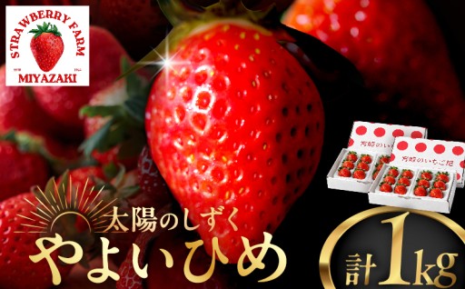【宮崎県都農町】✨期間・数量限定✨都農町産いちご「やよいひめ」計1kg🍓