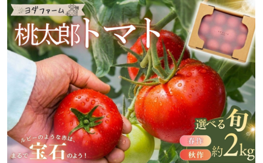 春作 ・ 秋作 トマト 桃太郎 約2kg 